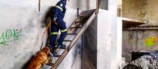 La Unidad Canina de bomberos de Valencia supera las 100 intervenciones
