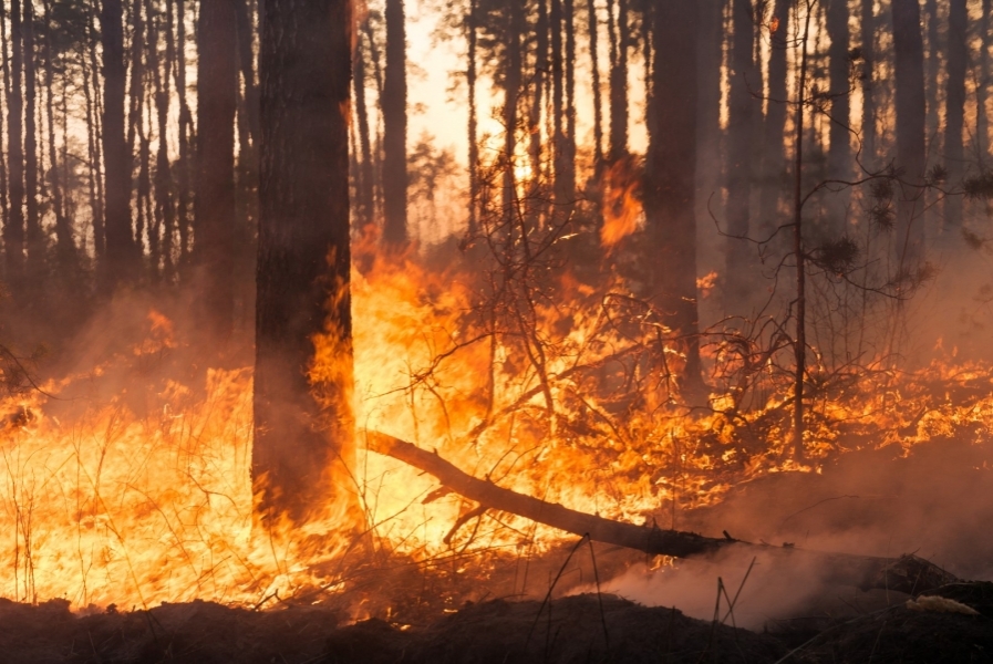El Departamento de Seguridad Nacional comparte el balance de la campaña de incendios forestales