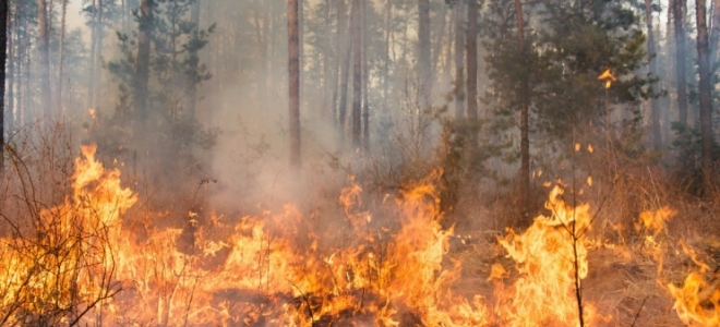Canarias forma a bomberos, PC y brigadas en extinción de incendios urbanos forestales